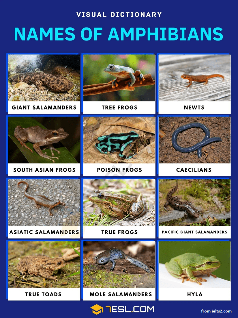 نام دوزیستان(Amphibians) برای لیسنینگ و ریدینگ آیلتس