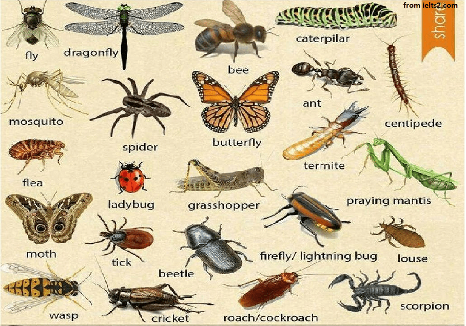نام حشرات(Insects) و بندپایان(Arthropod) برای لیسنینگ و ریدینگ آیلتس