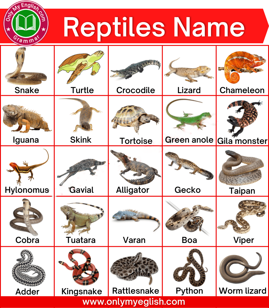 نام خزندگان(Reptiles) برای لیسنینگ و ریدینگ آیلتس