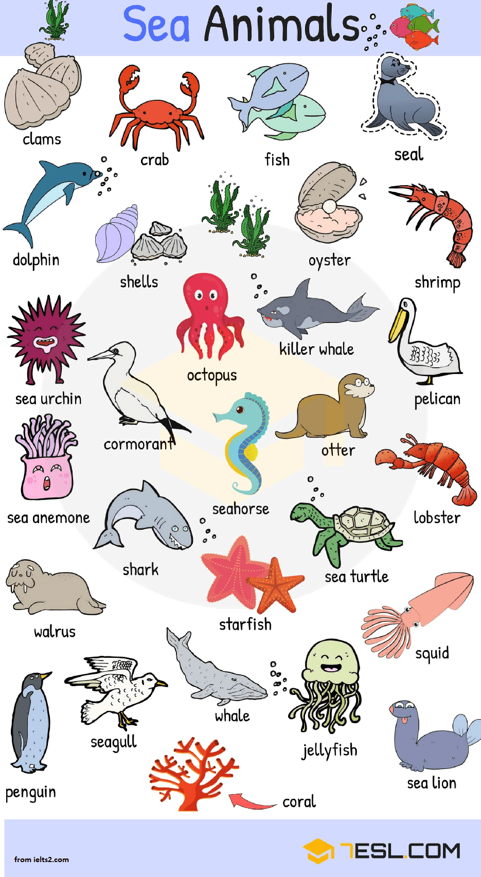 نام برخی حیوانات دریایی برای لیسنینگ و ریدینگ آیلتس
