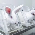 لغات آیلتس موضوع آزمایش بر روی حیوانات (Animal Testing)