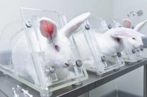 لغات آیلتس موضوع آزمایش بر روی حیوانات (Animal Testing)